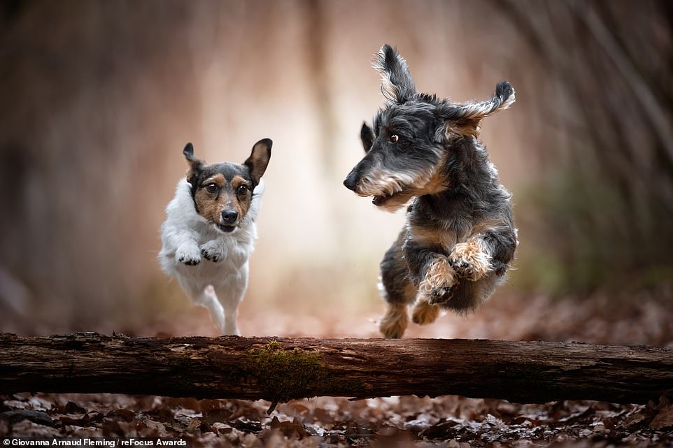Titled 'Double Trouble', this shot of two dogs was captured by French photographer Giovanna Arnaud Fleming. It bags the silver award in the 'Domestic Animals' category for professional photographers