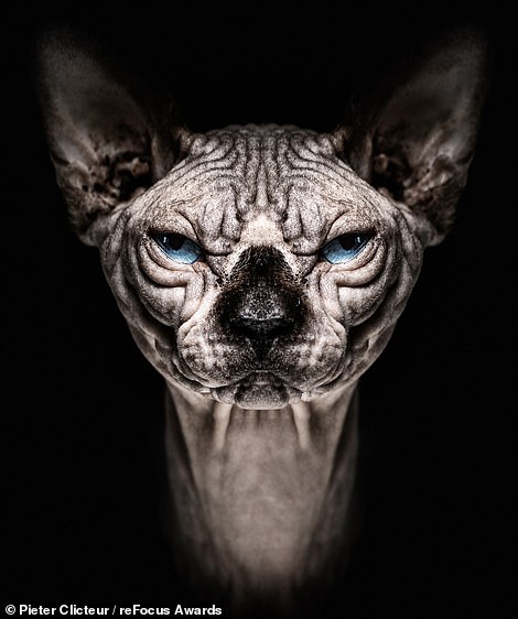 This eye-catching portrait of a Sphynx cat named Djaxx was captured by Pieter Clicteur and takes the bronze award in the 'Domestic Animals' category for professional photographers