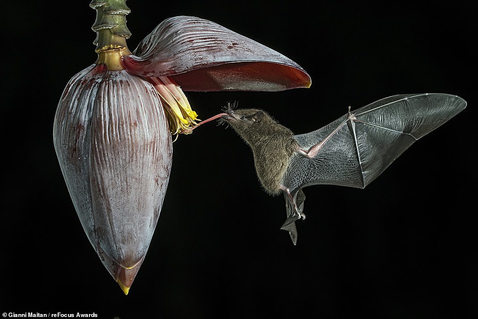Impressing the judges, this close-up photograph of a nectar bat feeding by photographer Gianni Maitan takes the top prize in both the 'Nature' and the 'Wildlife' category for non-professional photographers. It's the work of Gianni Maitan