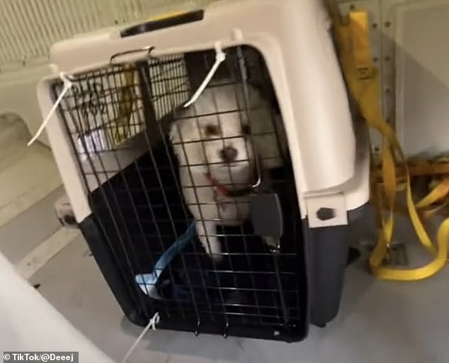 TikTokers previously slammed the way pets are transported on airplanes after footage of a handler carrying a dog in a crate on one side of the luggage hold beneath the commercial aircraft, with the suitcases on the other side, went viral in 2021. A grab from the video is pictured above