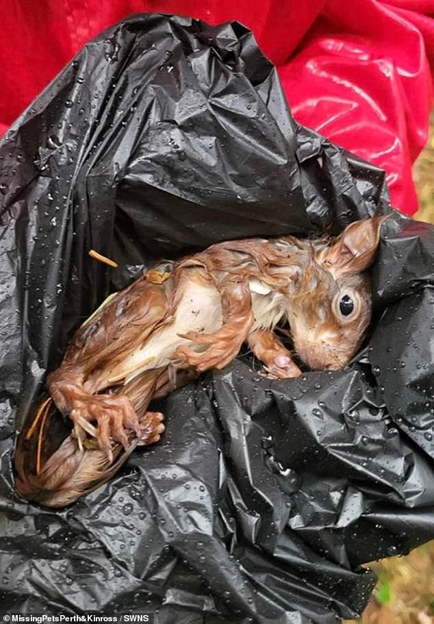 A baby red squirrel which was found close to death has been nursed back to health by rescuers who even fashioned a pintsize hammock for the animal