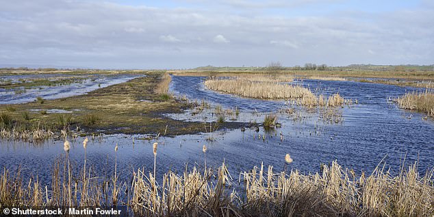James visits RSPB’s Greylake reserve (pictured), which is a 'short hop' from Bridgwater
