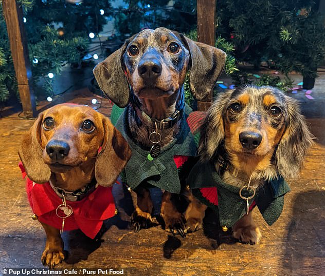 Treat your pet pooch to a day of festive fun at a Pup Up Christmas Café, taking place at 10 key cities