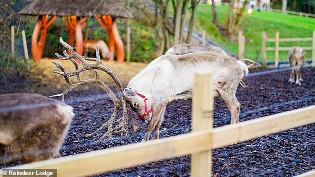 At Reindeer Lodge in Mold, Wales, reindeer can be seen in paddocks, stables and in herds
