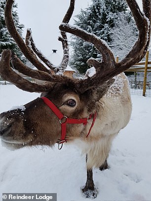 Reindeer Lodge features 'hidden Christmas villages', special effects, and a chance to meet Santa