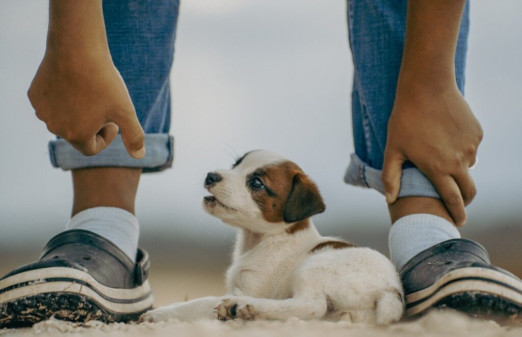 How To Travel With Pets