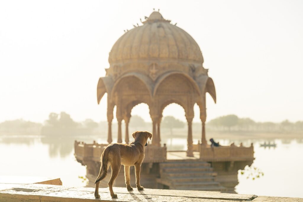 How To Travel With Pets